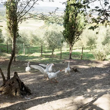 Fattoria Sant'andrea - Farm