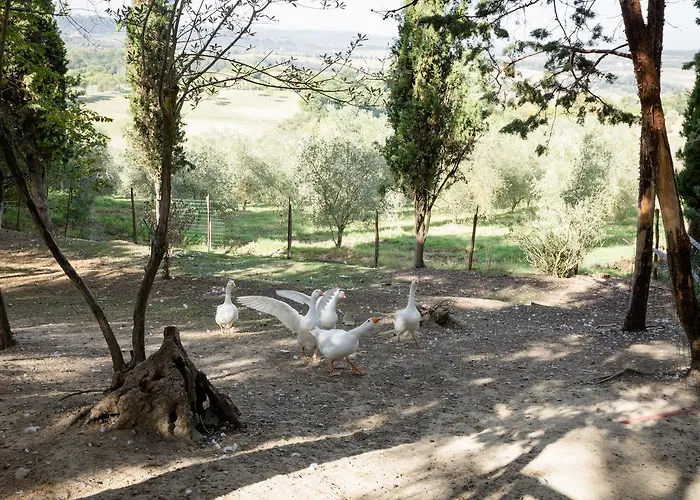 Fattoria Sant'andrea - Farm